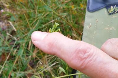 <i>Mantis religiosa</i>