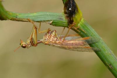 <i>Mantispa styriaca</i>