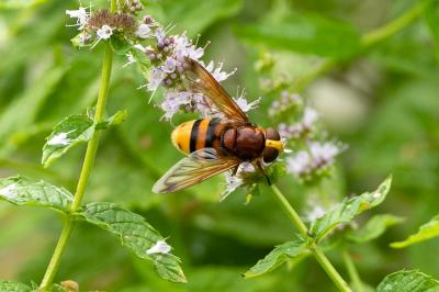 <i>Volucella zonaria</i>