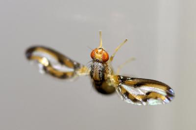 <i>Toxoneura muliebris</i>