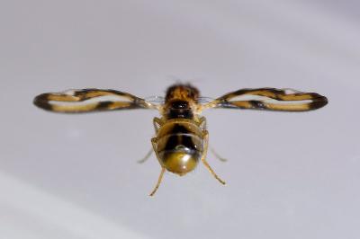 <i>Toxoneura muliebris</i>