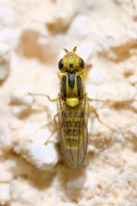 <i>Chlorops</i>