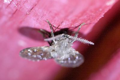 <i>Clogmia albipunctata</i>