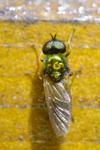 <i>Chloromyia formosa</i>