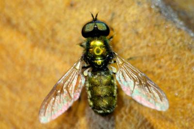 <i>Chloromyia formosa</i>