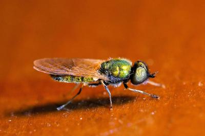 <i>Chloromyia formosa</i>