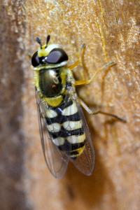 <i>Eupeodes corollae</i>
