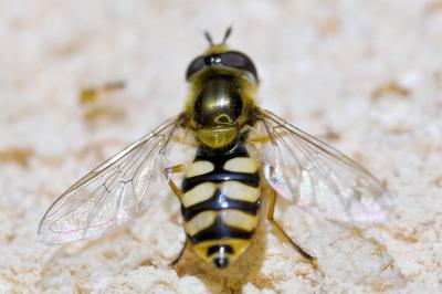 <i>Eupeodes corollae</i>