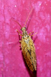 <i>Micromus angulatus</i>