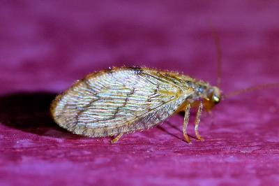 <i>Micromus angulatus</i>
