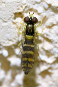 <i>Sphaerophoria</i>