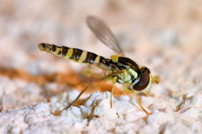 <i>Sphaerophoria</i>
