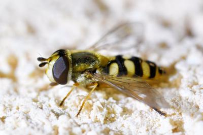 <i>Eupeodes corollae</i>