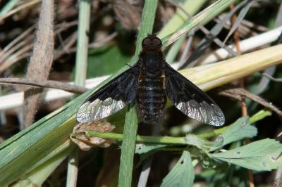 <i>Hemipenthes morio</i>