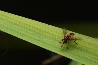 <i>Helophilus pendulus</i>