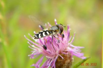 <i>Scaeva pyrastri</i>