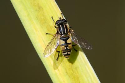 <i>Helophilus pendulus</i>