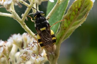 <i>Stratiomys chamaeleon</i>