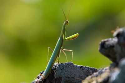 <i>Mantis religiosa</i>