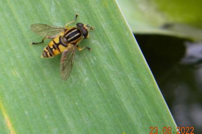 <i>Helophilus</i>