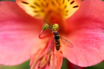 <i>Episyrphus balteatus</i>