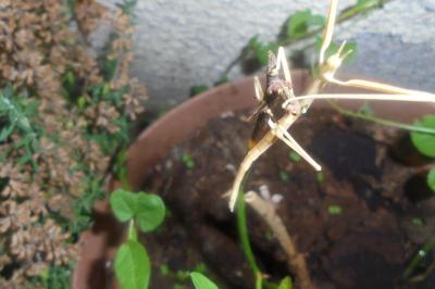 <i>Clonopsis gallica</i>