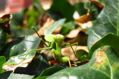 <i>Mantis religiosa</i>