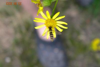 <i>Sphaerophoria</i>
