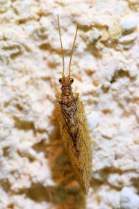 <i>Micromus angulatus</i>