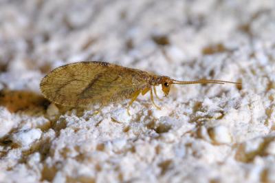 <i>Micromus angulatus</i>