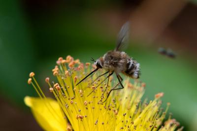 <i>Bombylius cruciatus</i>