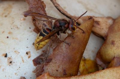 <i>Vespa crabro</i>