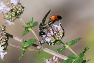<i>Sphex funerarius</i>