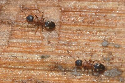 <i>Dolichoderus quadripunctatus</i>