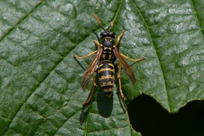 <i>Polistes dominula</i>