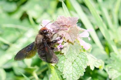 <i>Xylocopa violacea</i>