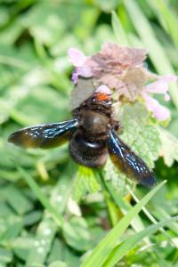 <i>Xylocopa violacea</i>