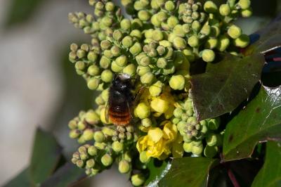 <i>Osmia bicornis</i>