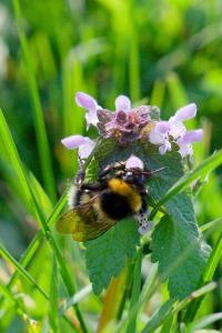 <i>Bombus</i>