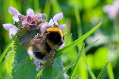 <i>Bombus</i>