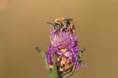 <i>Tetralonia dentata</i>