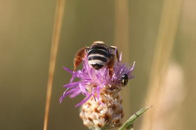 <i>Tetralonia dentata</i>
