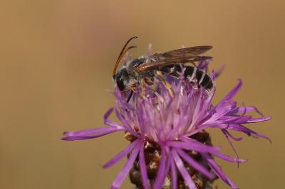 <i>Halictus quadricinctus</i>