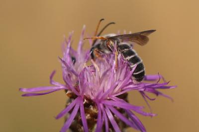 <i>Halictus quadricinctus</i>