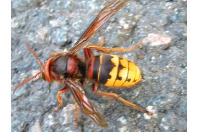 <i>Vespa crabro</i>