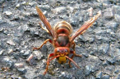 <i>Vespa crabro</i>