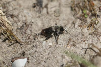 <i>Andrena vaga</i>
