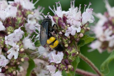 <i>Scolia hirta</i>
