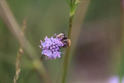 <i>Dasypoda argentata</i>