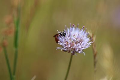 <i>Sphecodes</i>
